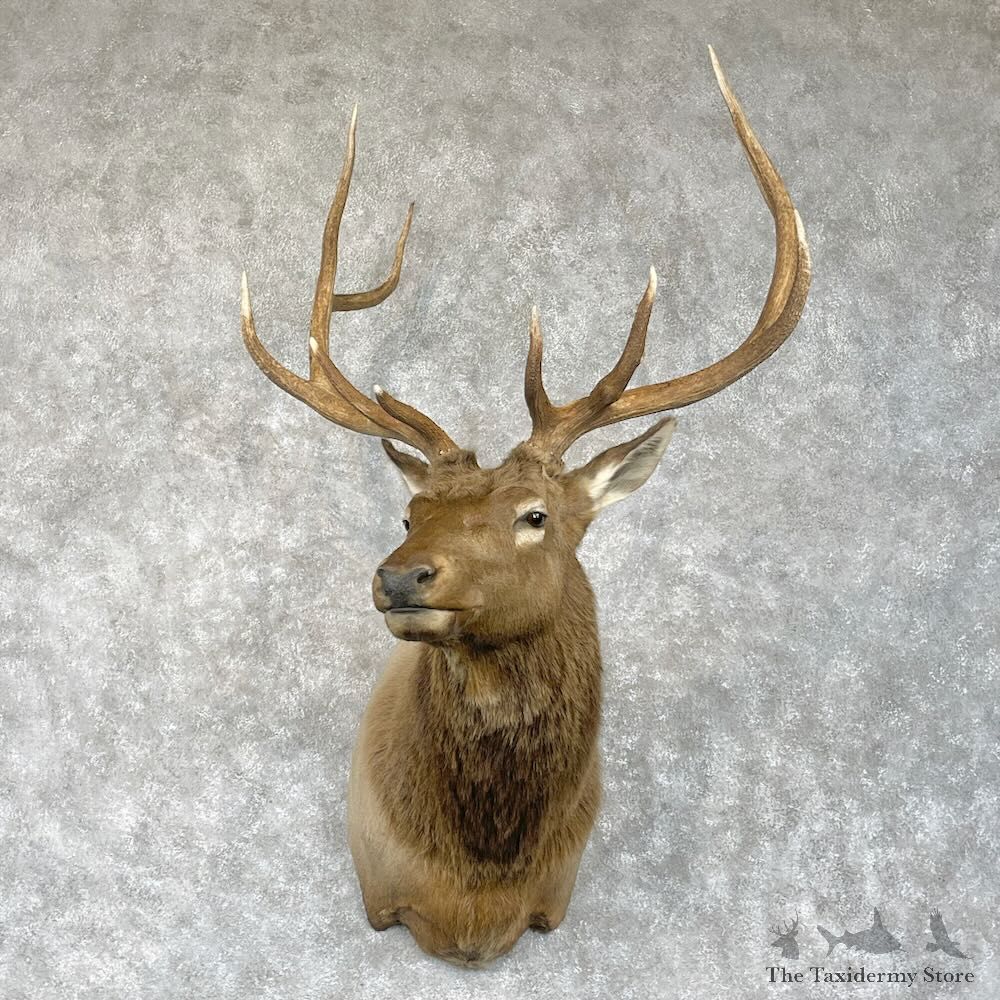 Rocky Mountain Elk Shoulder Mount For Sale #28446 @ The Taxidermy Store
