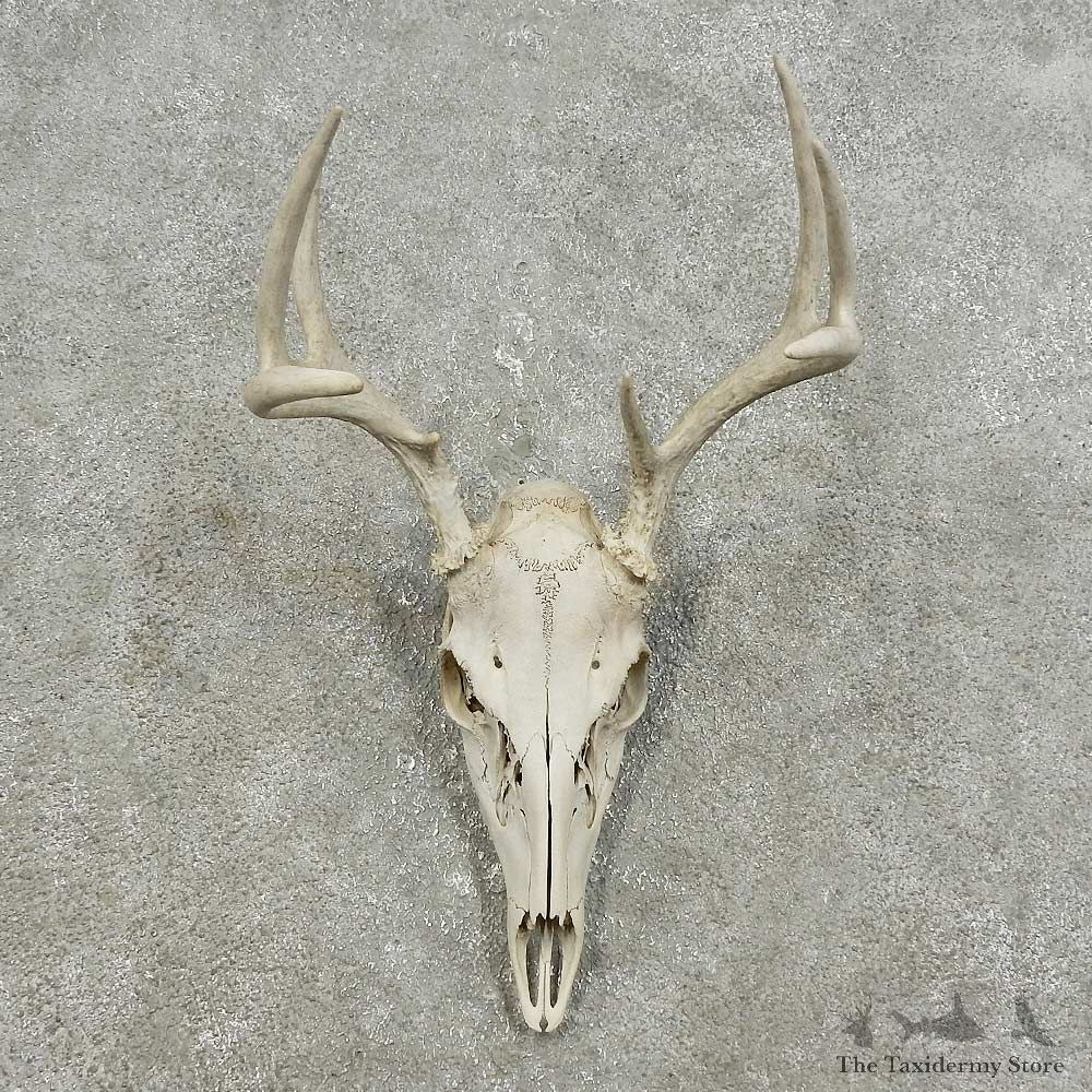 Whitetail Deer Skull European Mount For Sale #15929 @ The Taxidermy Store