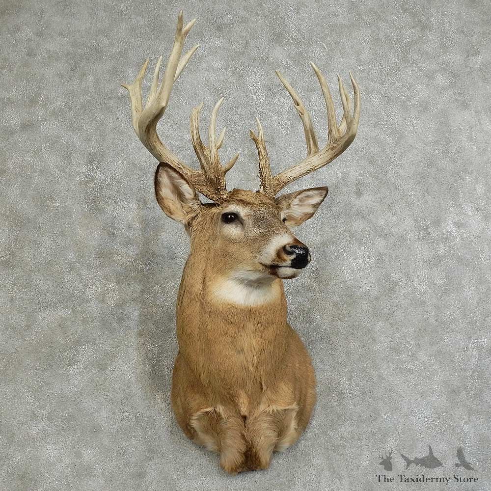 Whitetail Deer Shoulder Mount For Sale #16078 @ The Taxidermy Store