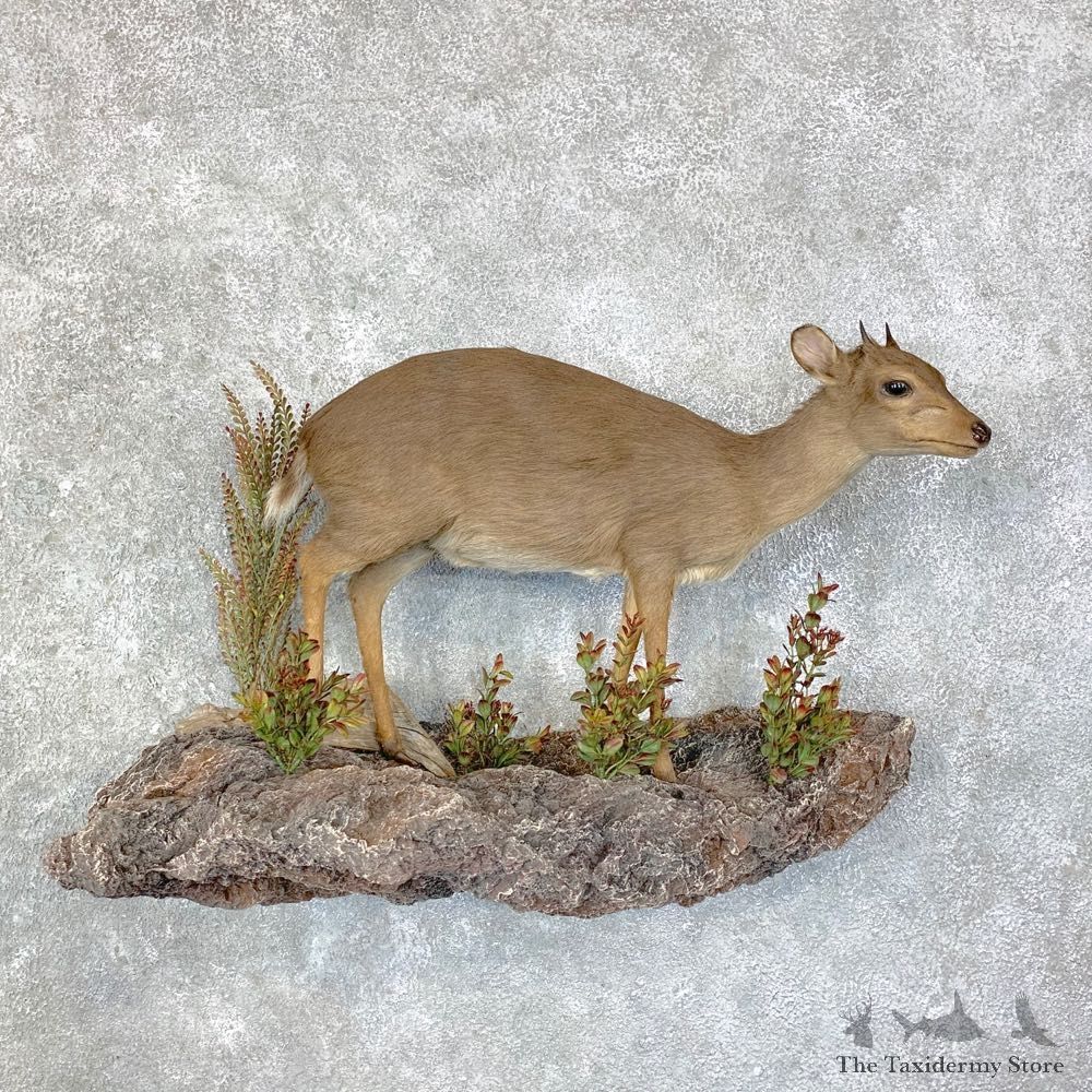 Blue Duiker Life-Size Mount For Sale #22855 @ The Taxidermy Store