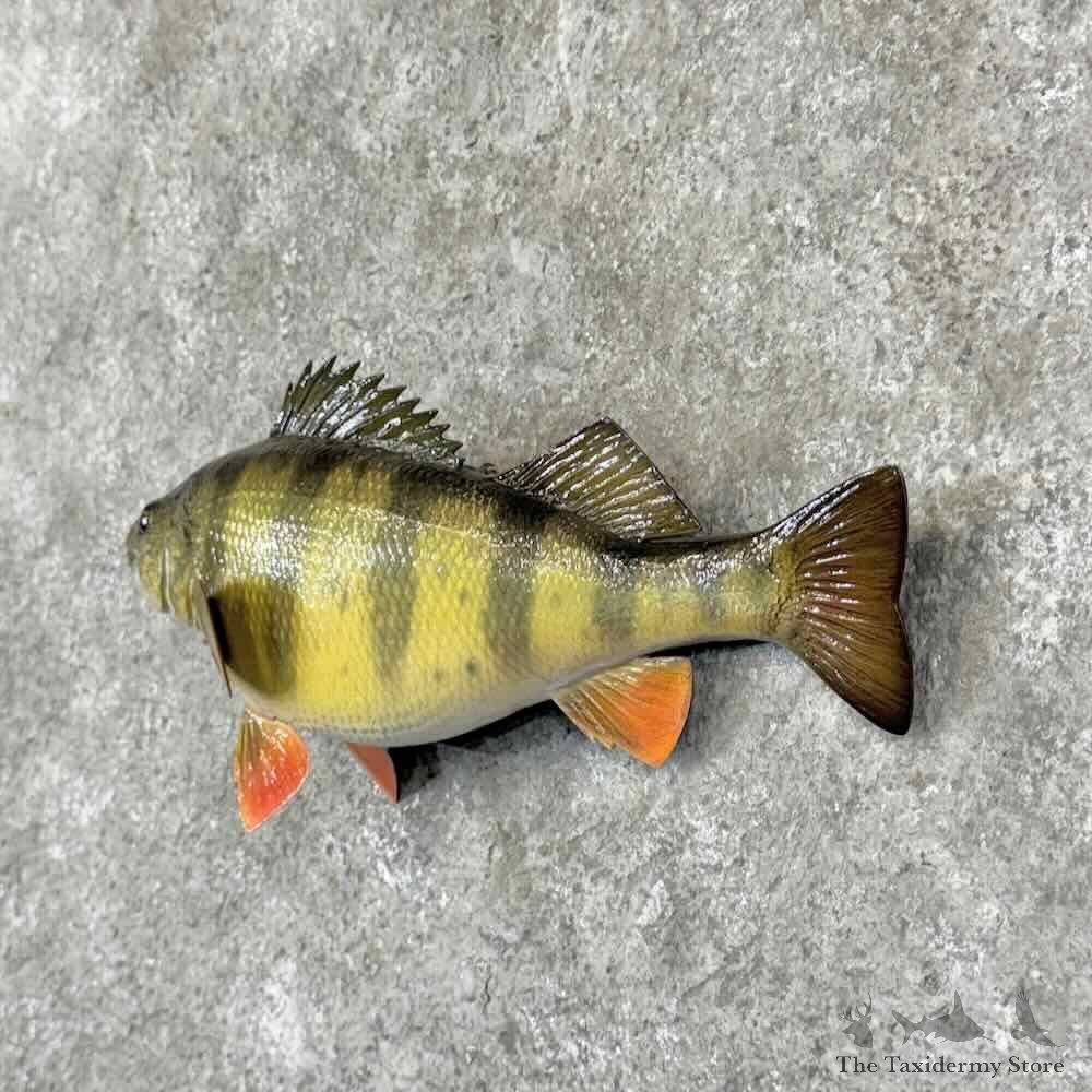 Yellow Perch Fish Mount For Sale #31862 @ The Taxidermy Store