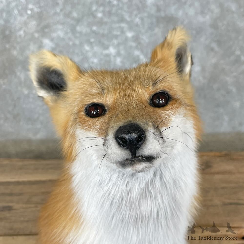 Red Fox Pedestal Mount For Sale #27372 @ The Taxidermy Store