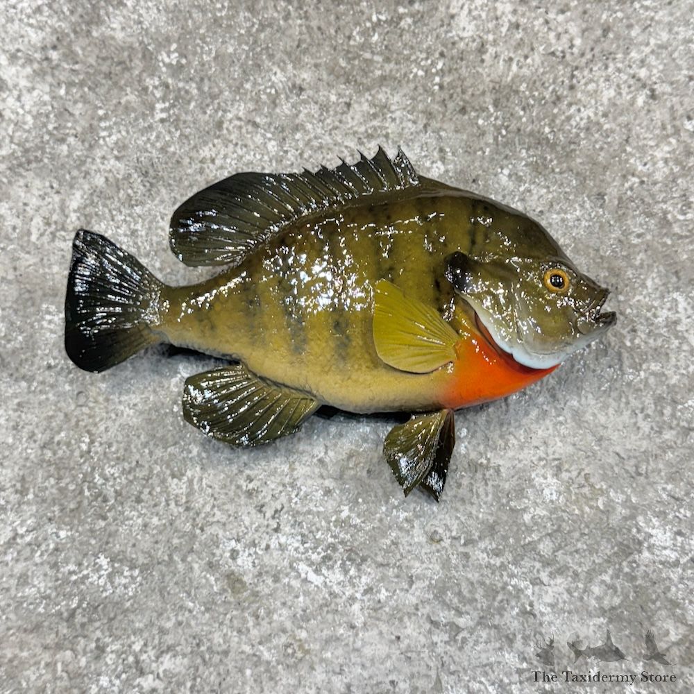 Bluegill Fish Mount For Sale #30240 @ The Taxidermy Store