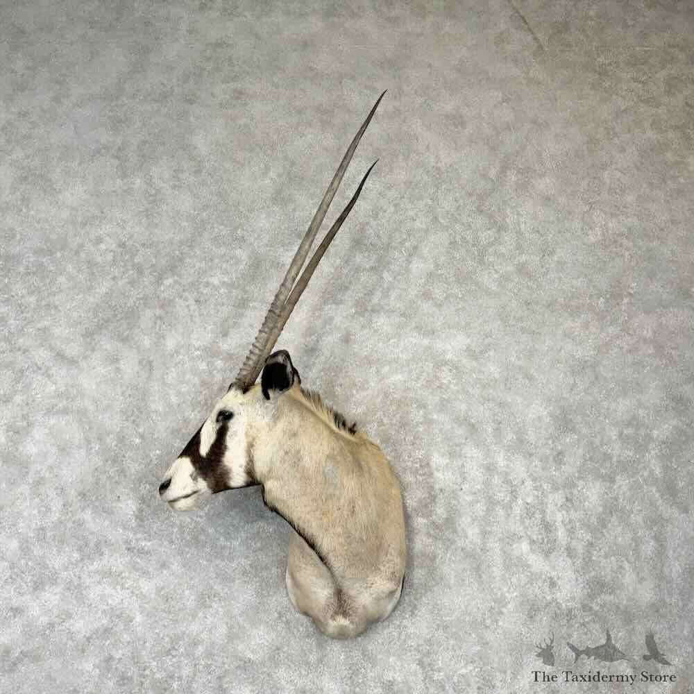 Kalahari Gemsbok Shoulder Mount For Sale #30427 @ The Taxidermy Store