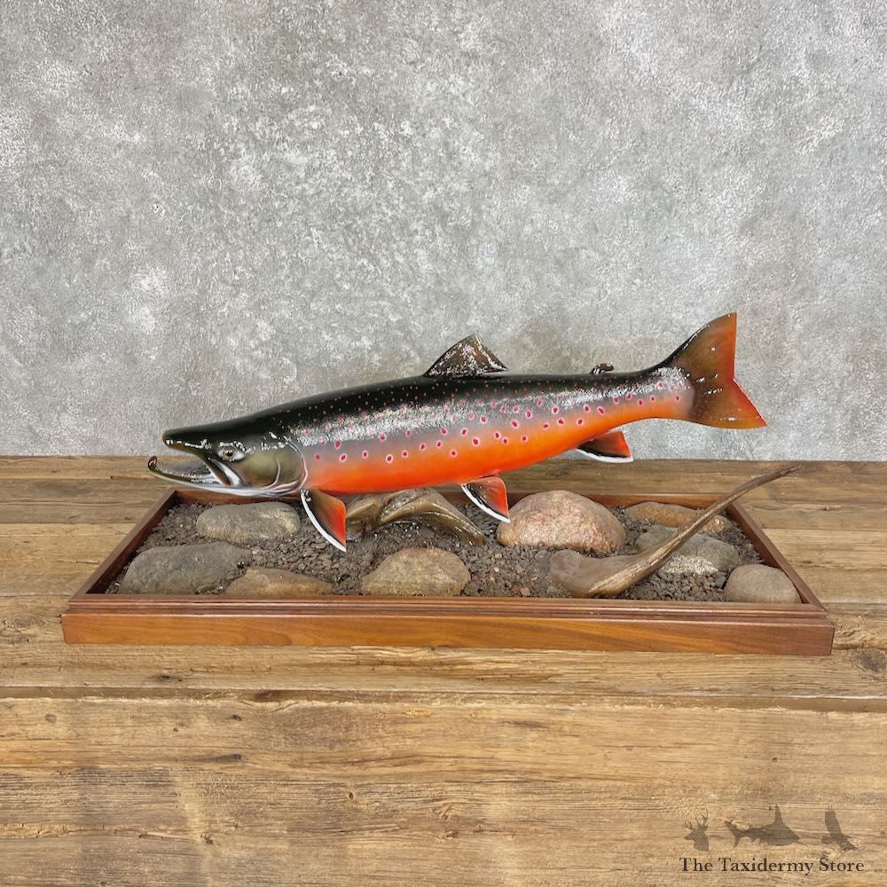 Arctic Char Fish Mount For Sale #27612 @ The Taxidermy Store