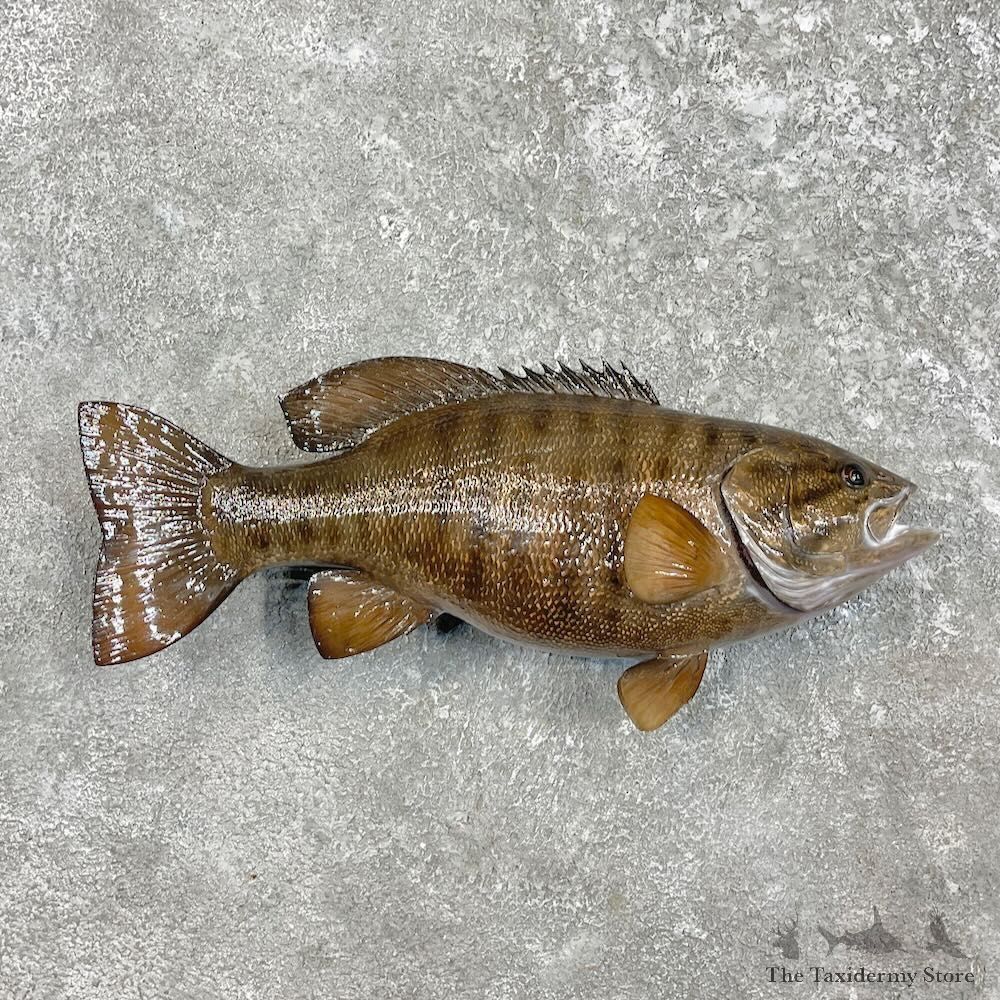Smallmouth Bass Fish Mount For Sale #27541 @ The Taxidermy Store