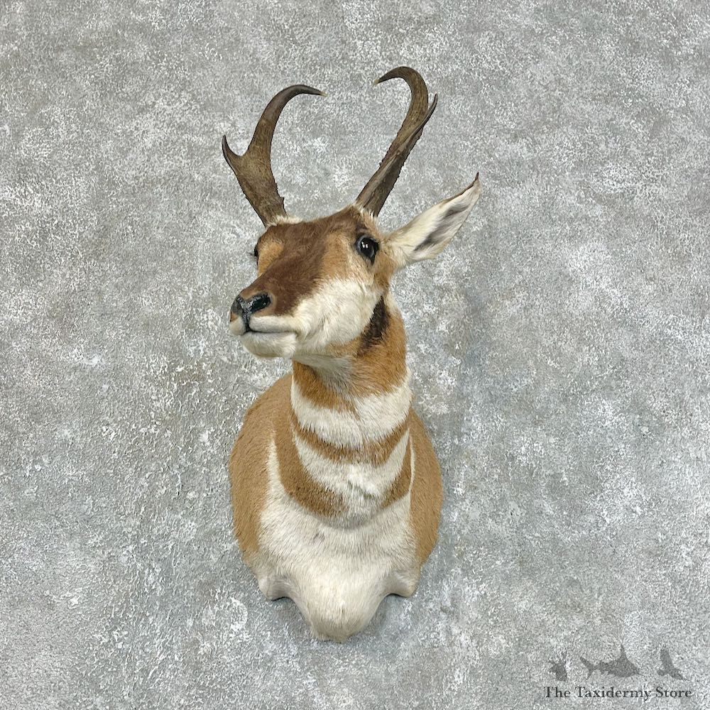 Pronghorn Antelope Shoulder Mount For Sale #25431 @ The Taxidermy-Store