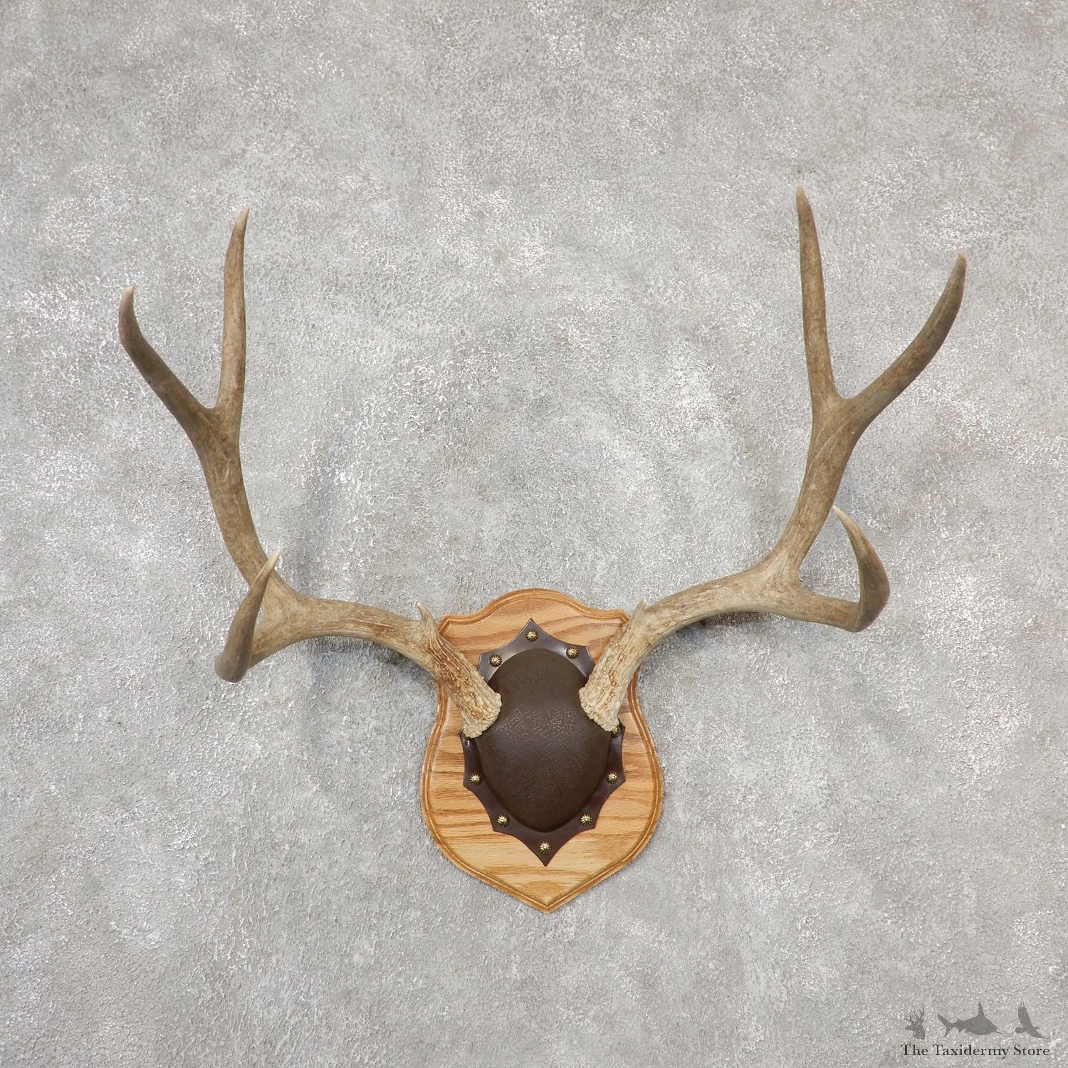 Mule Deer Taxidermy Antler Plaque #19137 For Sale @ The Taxidermy Store