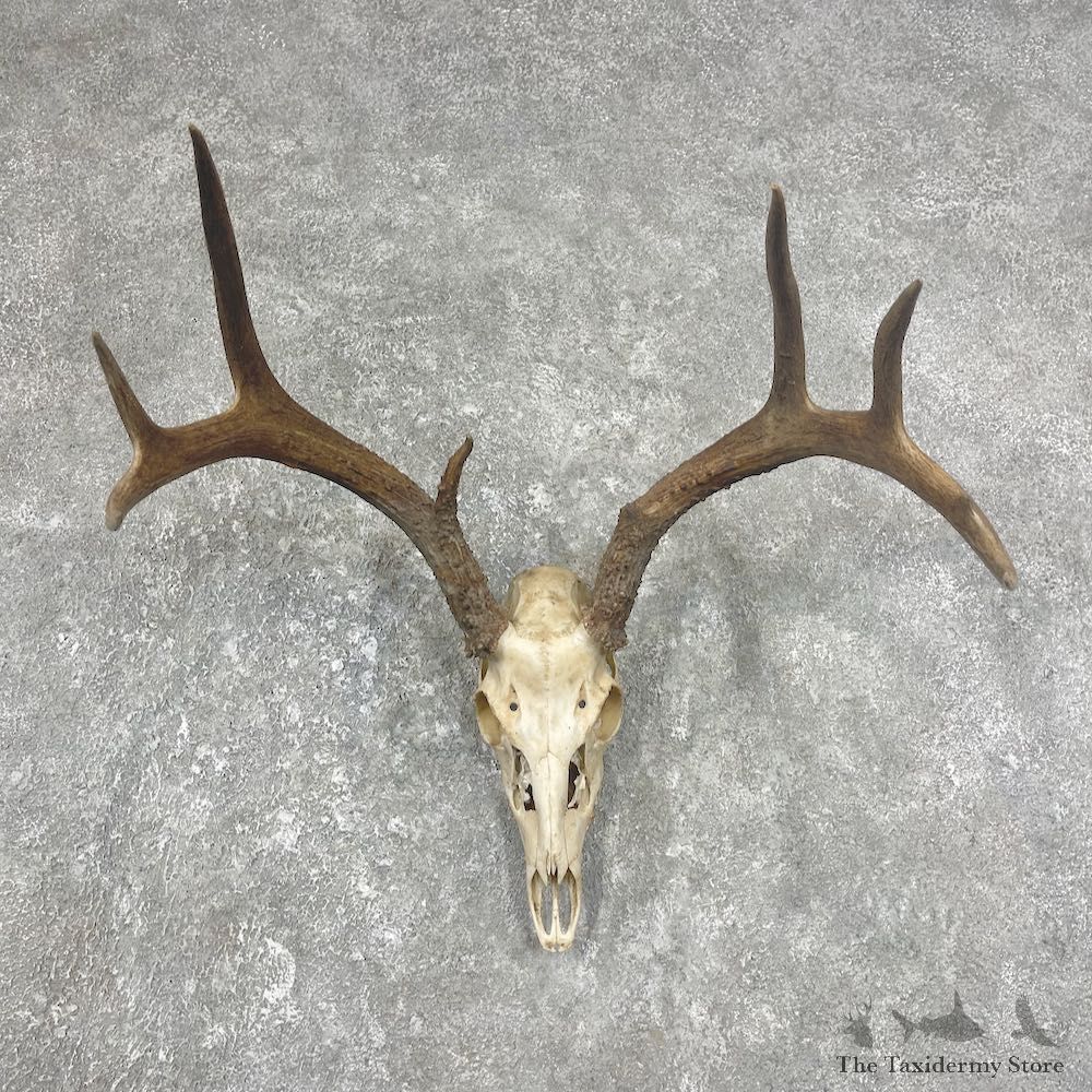 Whitetail Deer Skull European Mount For Sale #25904 @ The Taxidermy Store