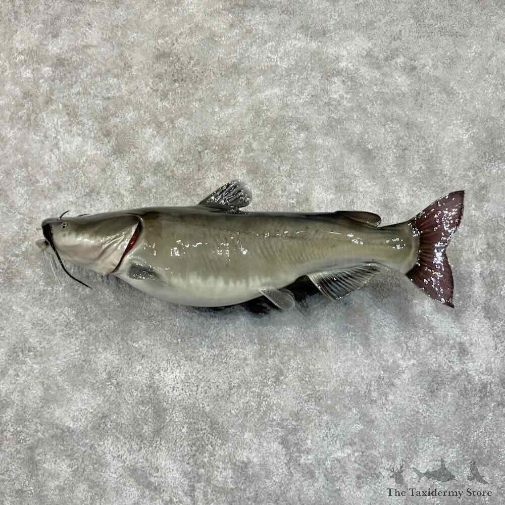 Reproduction Catfish Mount For Sale #31192 @ The Taxidermy Store