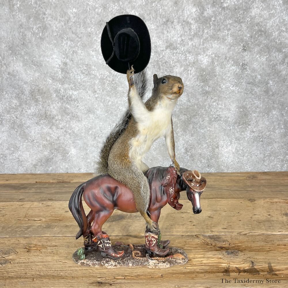 Novelty Grey Squirrel Mount For Sale #28368 @ The Taxidermy Store