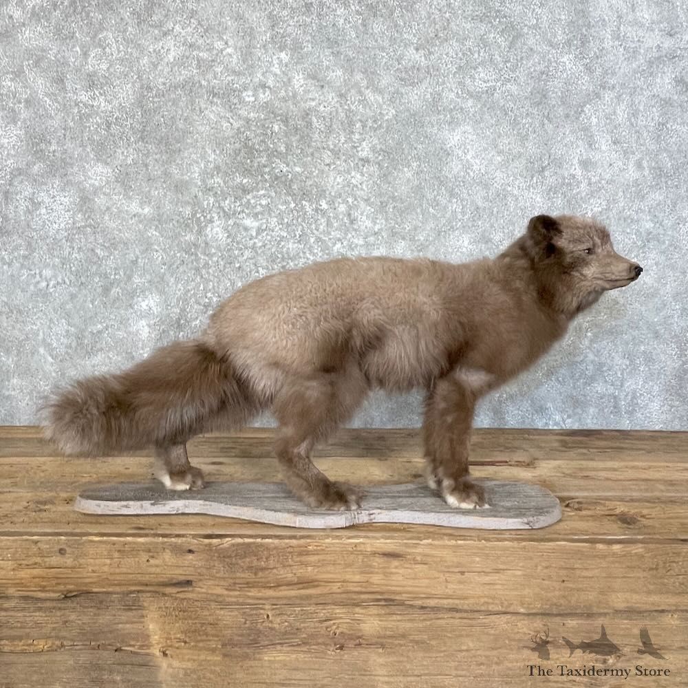 Summer Phase Arctic Fox Mount For Sale #27744 @ The Taxidermy Store