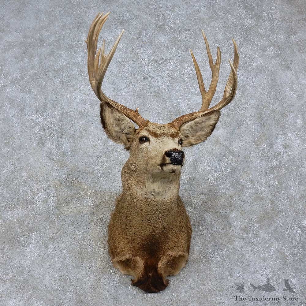 Mule Deer Shoulder Mount For Sale #15761 @ The Taxidermy Store