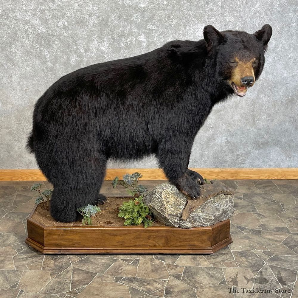 Black Bear Life-Size Mount For Sale #24753 @ The Taxidermy Store