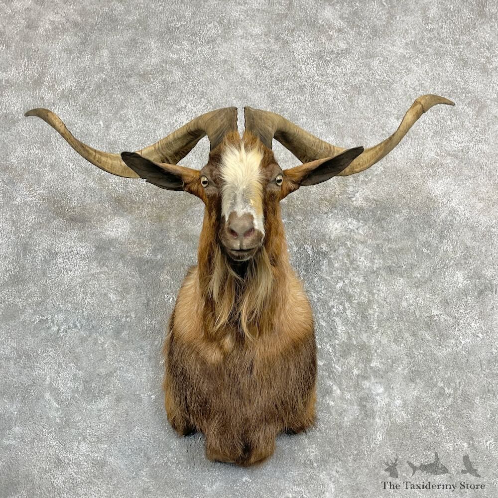 Catalina Goat Shoulder Mount For Sale #27283 @ The Taxidermy Store