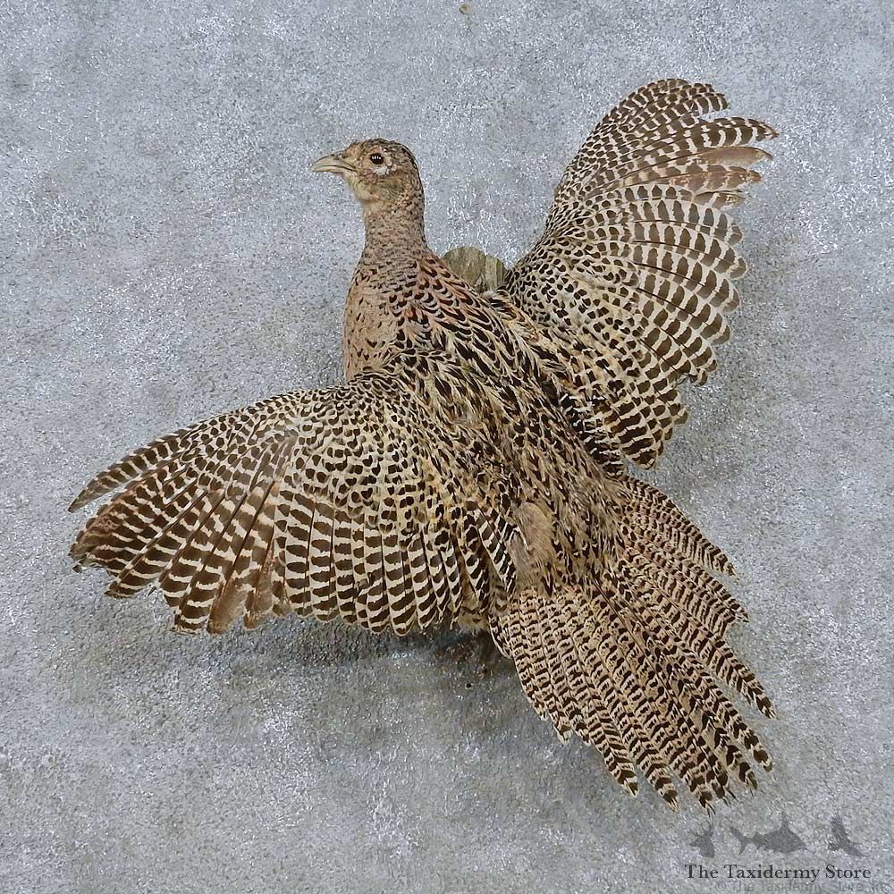 Flying Hen Pheasant Mount For Sale #15049 @ The Taxidermy Store