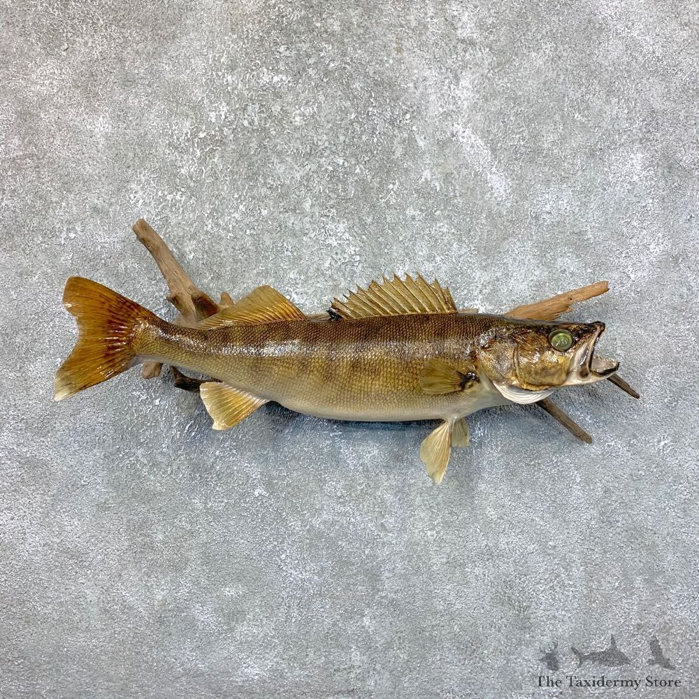 Walleye Taxidermy Fish Mount #23900 For Sale @ The Taxidermy Store