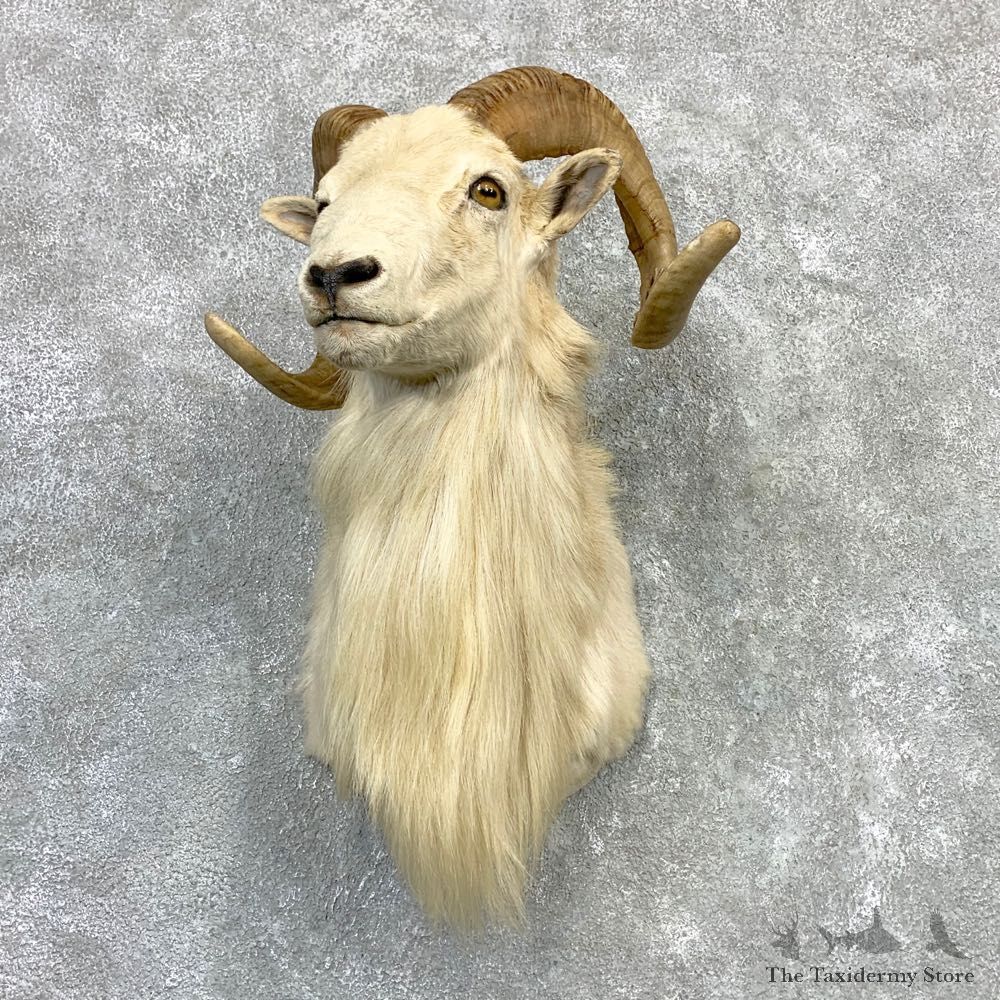 Texas Dall Sheep Taxidermy Shoulder Mount For Sale #23126 @ The Taxidermy Store