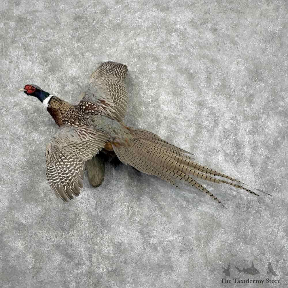 Ringneck Pheasant Bird Mount For Sale #32190 @ The Taxidermy Store