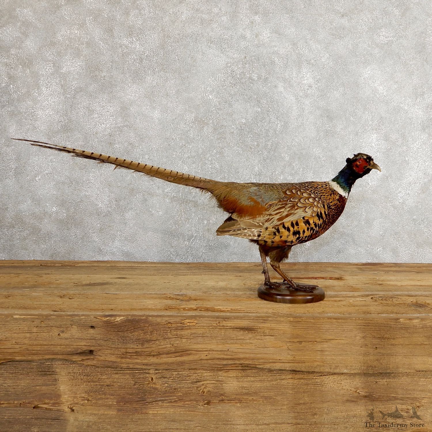 Ringneck Pheasant Bird Mount For Sale #19753 @ The Taxidermy Store