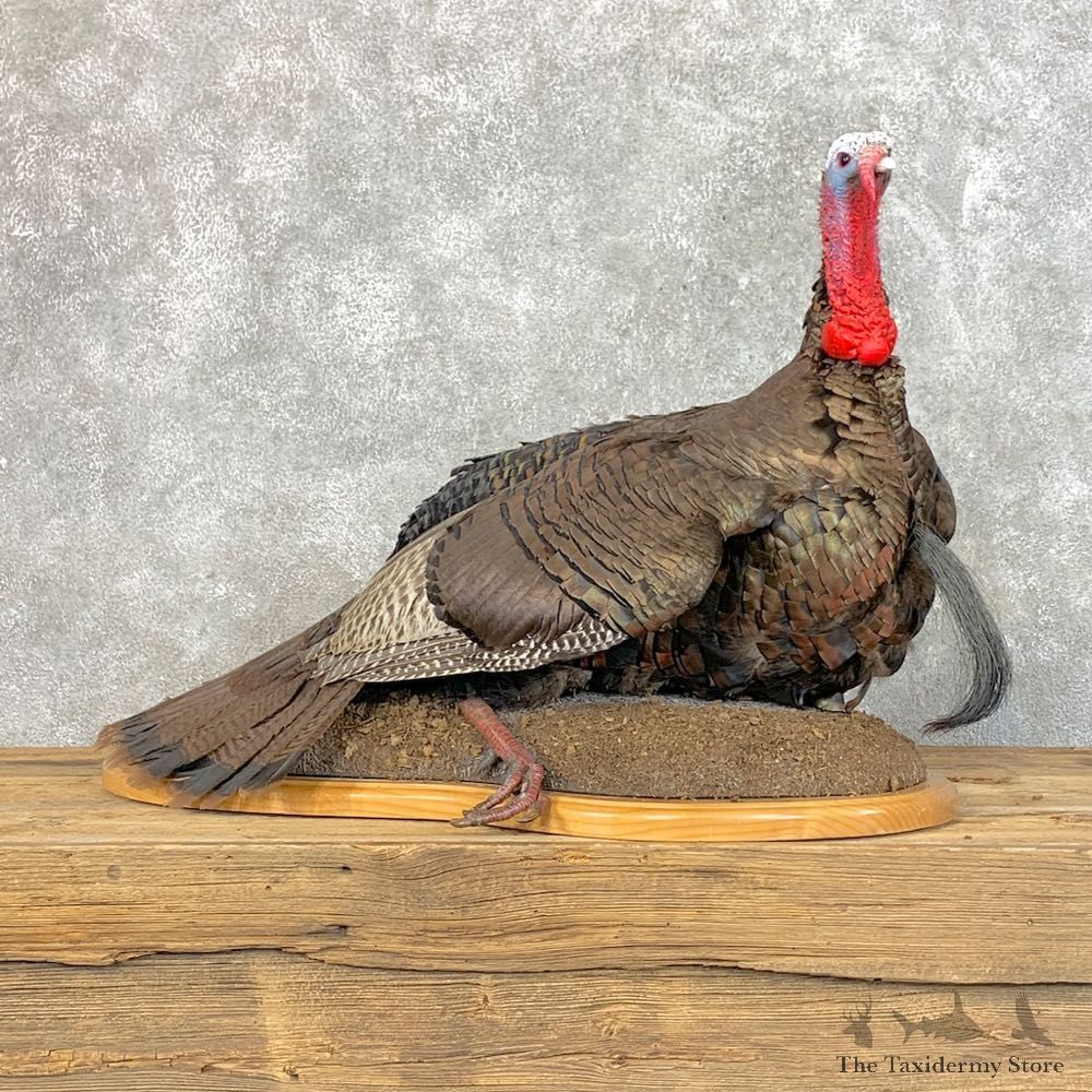 Eastern Turkey Bird Mount For Sale #22817 @ The Taxidermy Store