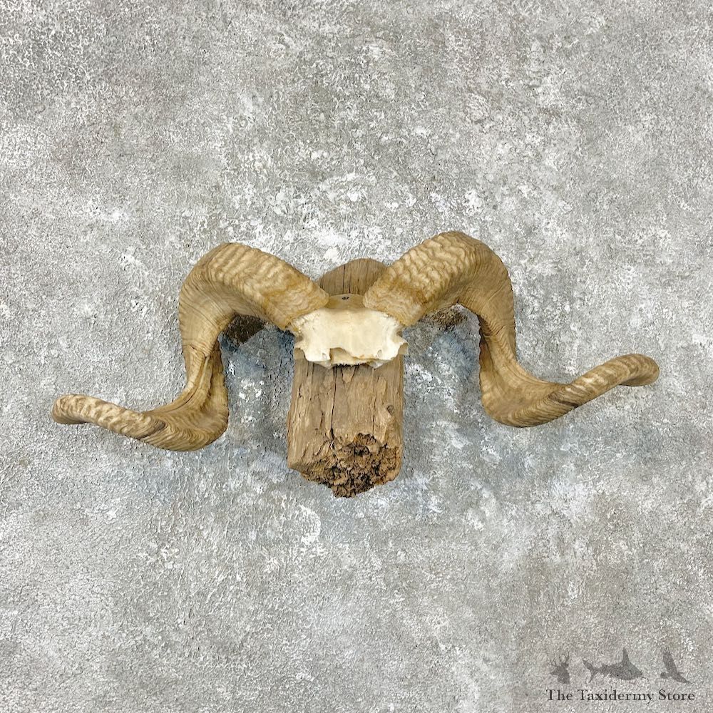 Corsican Ram Skull & Horns For Sale #26760 @ The Taxidermy Store