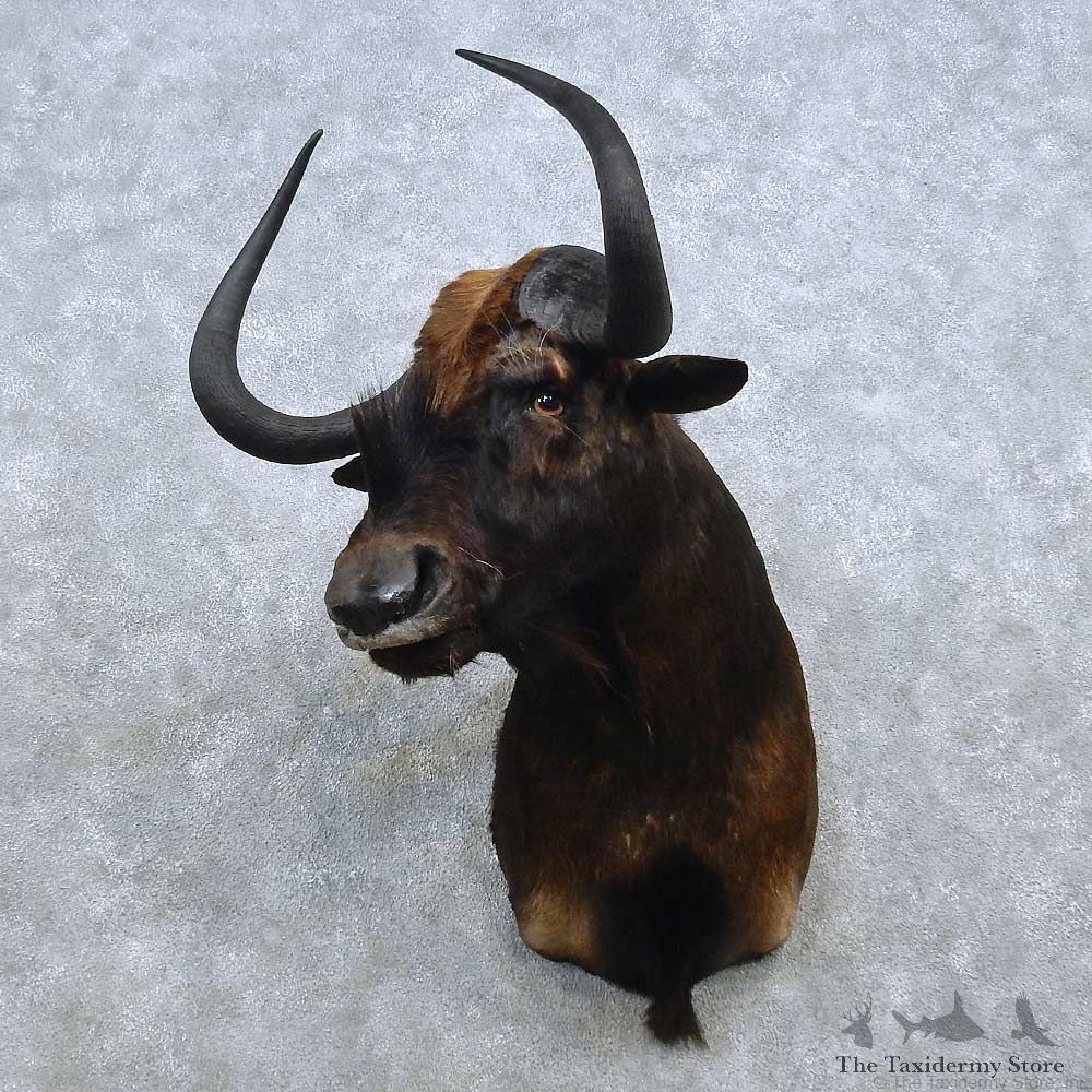 African Black Wildebeest Shoulder Mount For Sale #15038 @ The Taxidermy Store