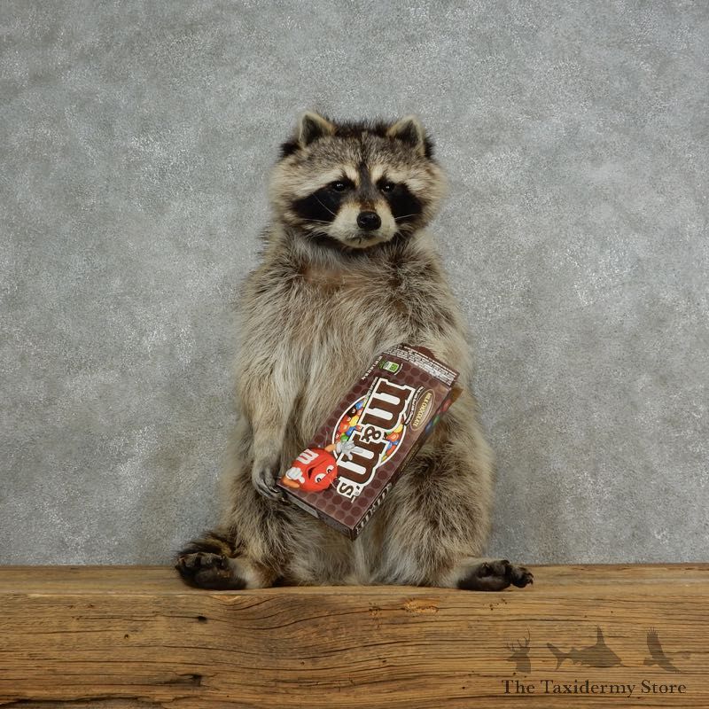 “M&M's” Raccoon Mount For Sale #17119 @ The Taxidermy Store