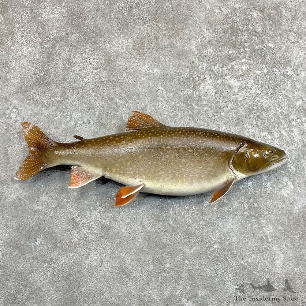 Lake Trout Freshwater Fish Mount For Sale #27506 @ The Taxidermy Store