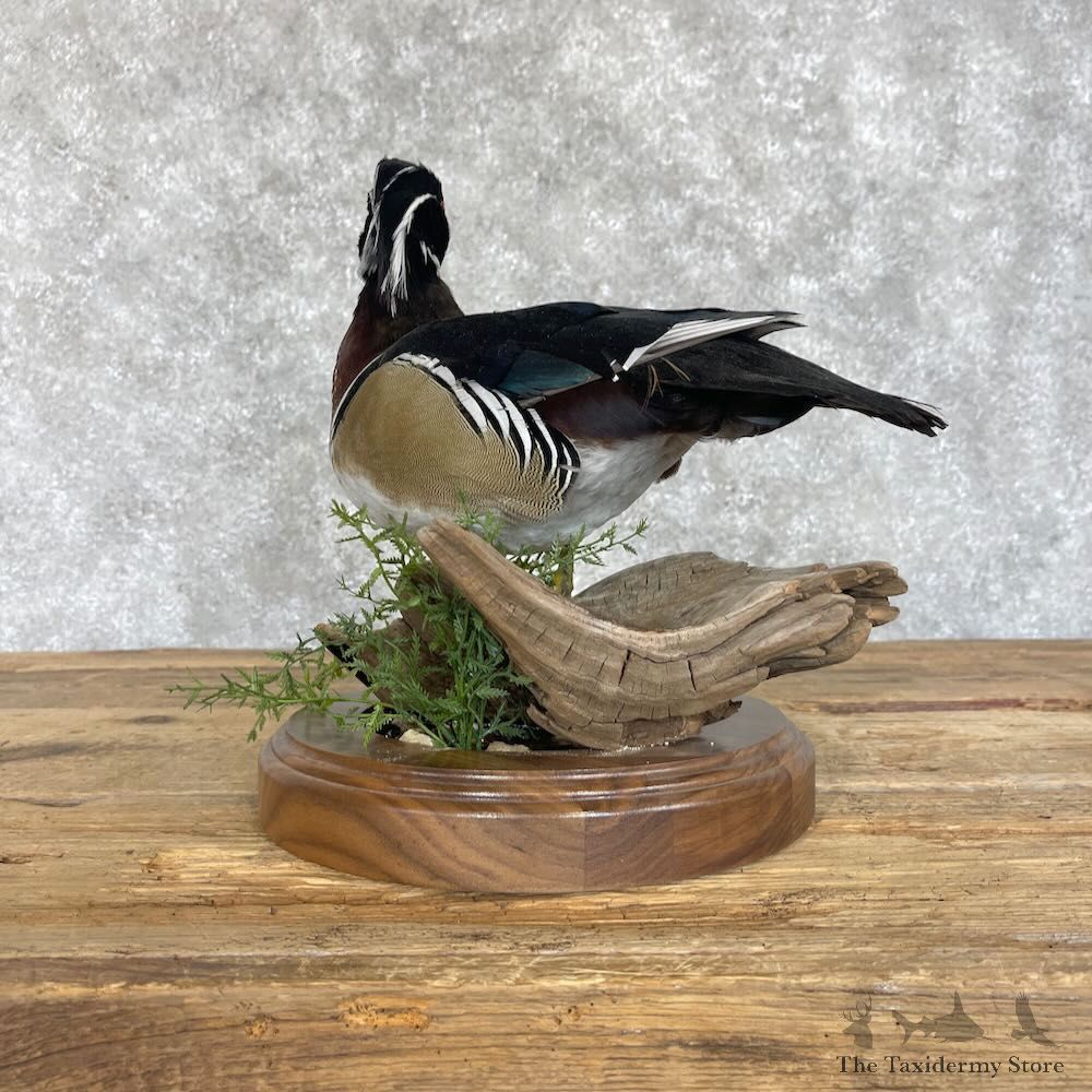 Wood Duck Bird Mount For Sale #28537 - The Taxidermy Store