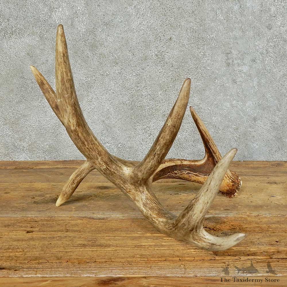 Whitetail Deer Antler Shed For Sale #16153 @ The Taxidermy Store