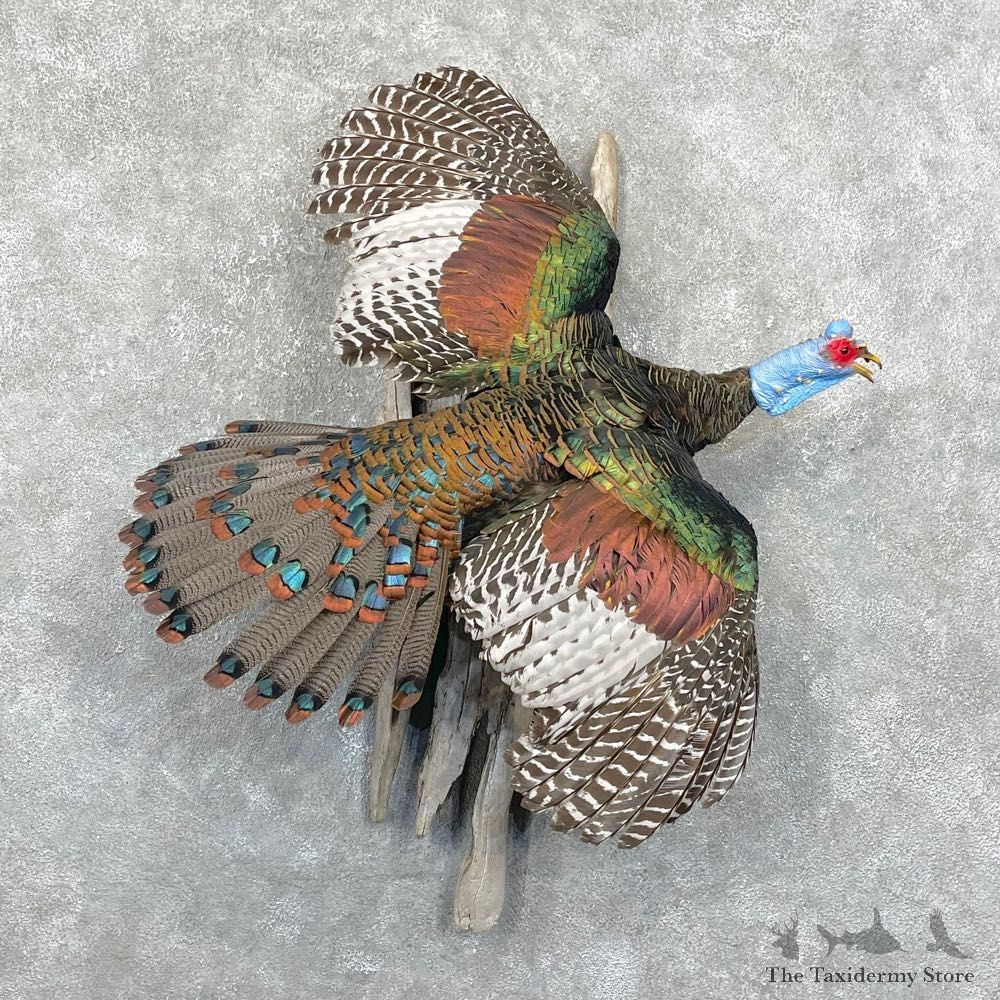 Ocellated Turkey Bird Mount For Sale #24421 @ The Taxidermy Store