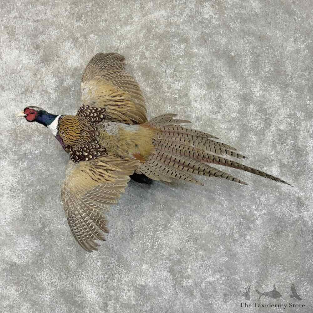 Ringneck Pheasant Bird Mount For Sale #31739 @ The Taxidermy Store