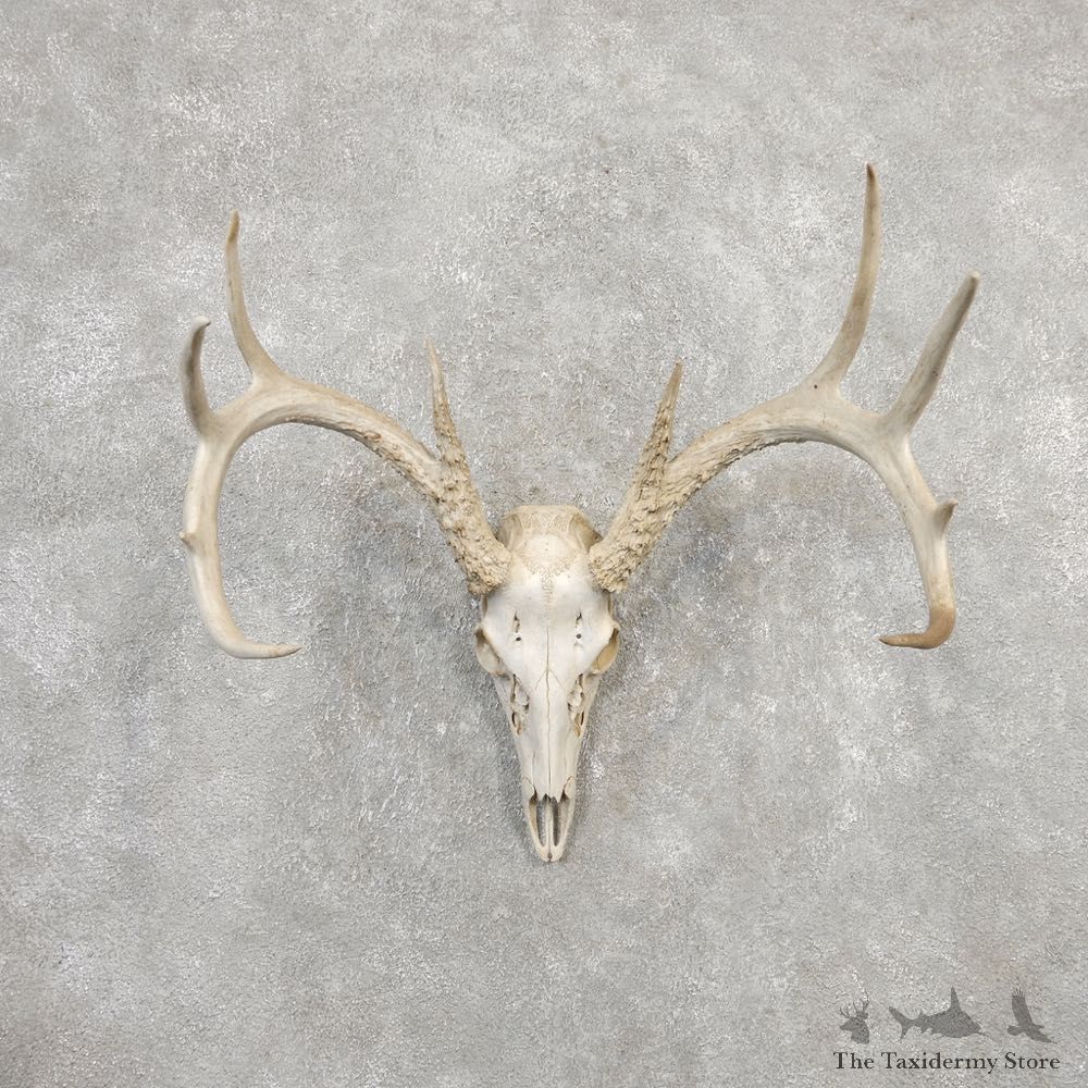 Whitetail Deer Skull European Mount For Sale #20329 @ The Taxidermy Store