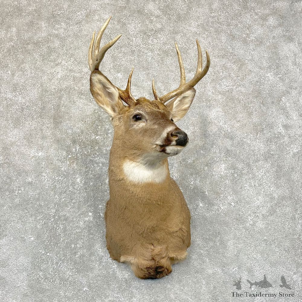 Whitetail Deer Shoulder Mount #24953 For Sale - The Taxidermy Store