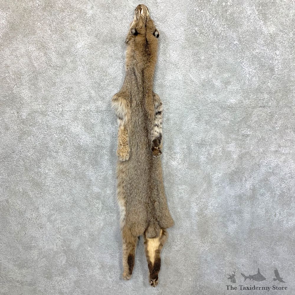 Bobcat Tanned Hide For Sale #23681 @ The Taxidermy Store