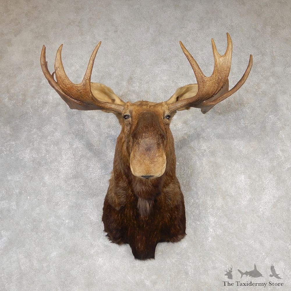 Eastern Canada Moose Shoulder Mount For Sale #20429 @ The Taxidermy Store