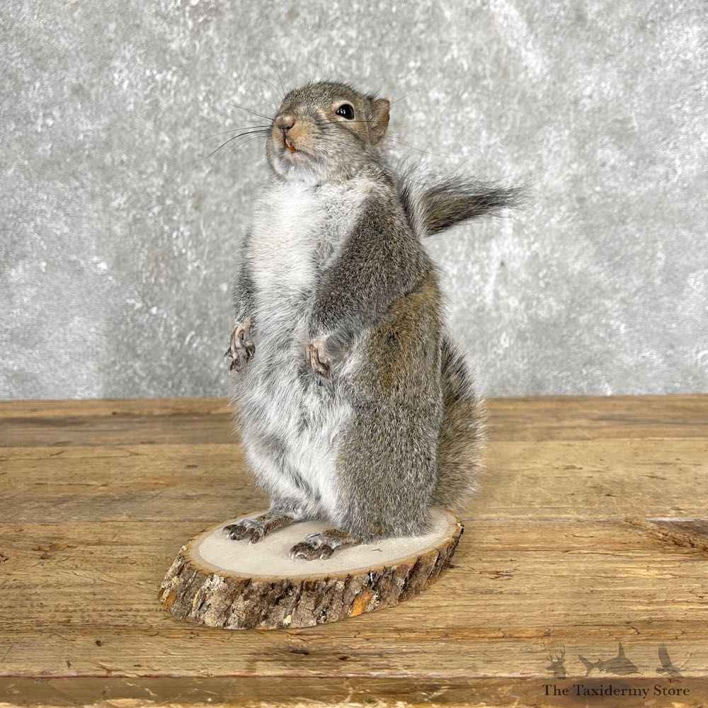 Grey Squirrel Life-Size Mount For Sale #24426 @ The Taxidermy Store