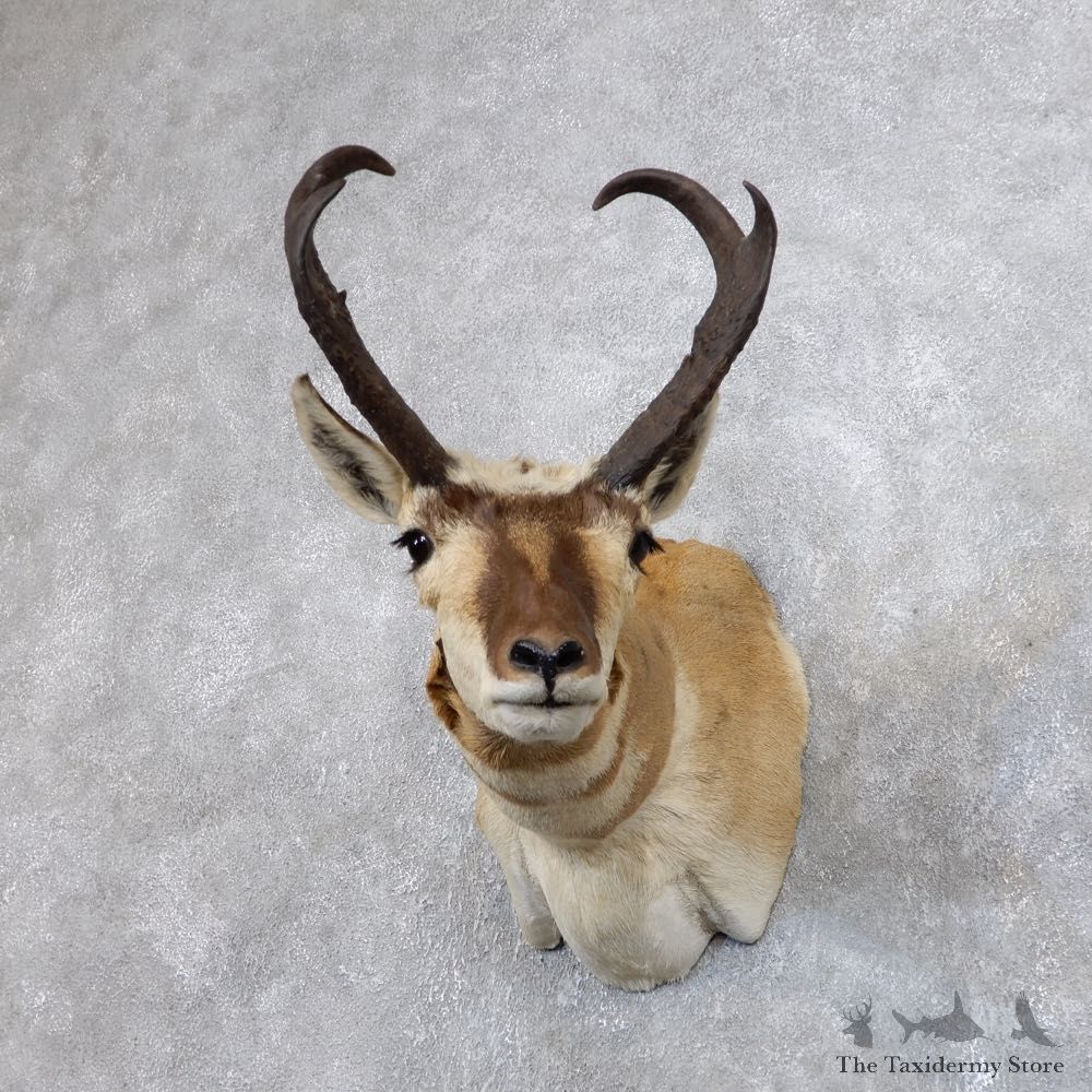 Pronghorn Antelope Shoulder Mount For Sale #18641 @ The Taxidermy-Store
