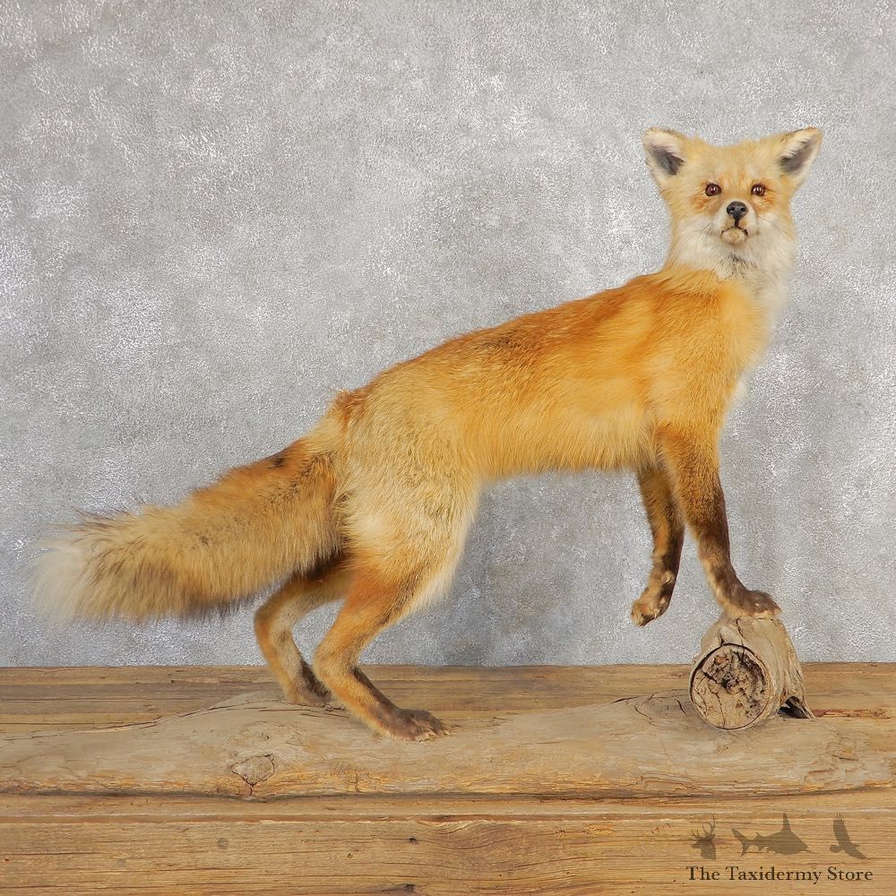 Red Fox Life-Size Mount For Sale #21113 @ The Taxidermy Store