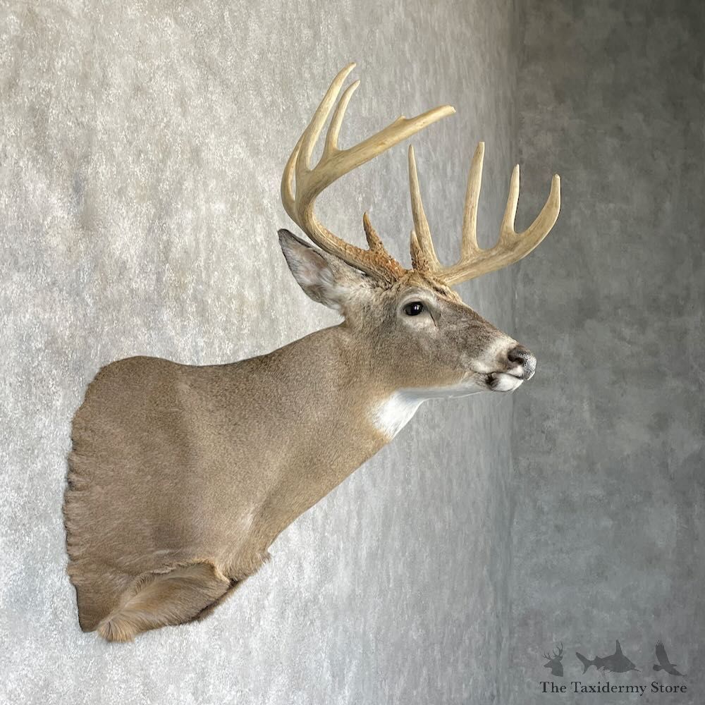 Whitetail Deer Shoulder Mount For Sale #28164 - The Taxidermy Store