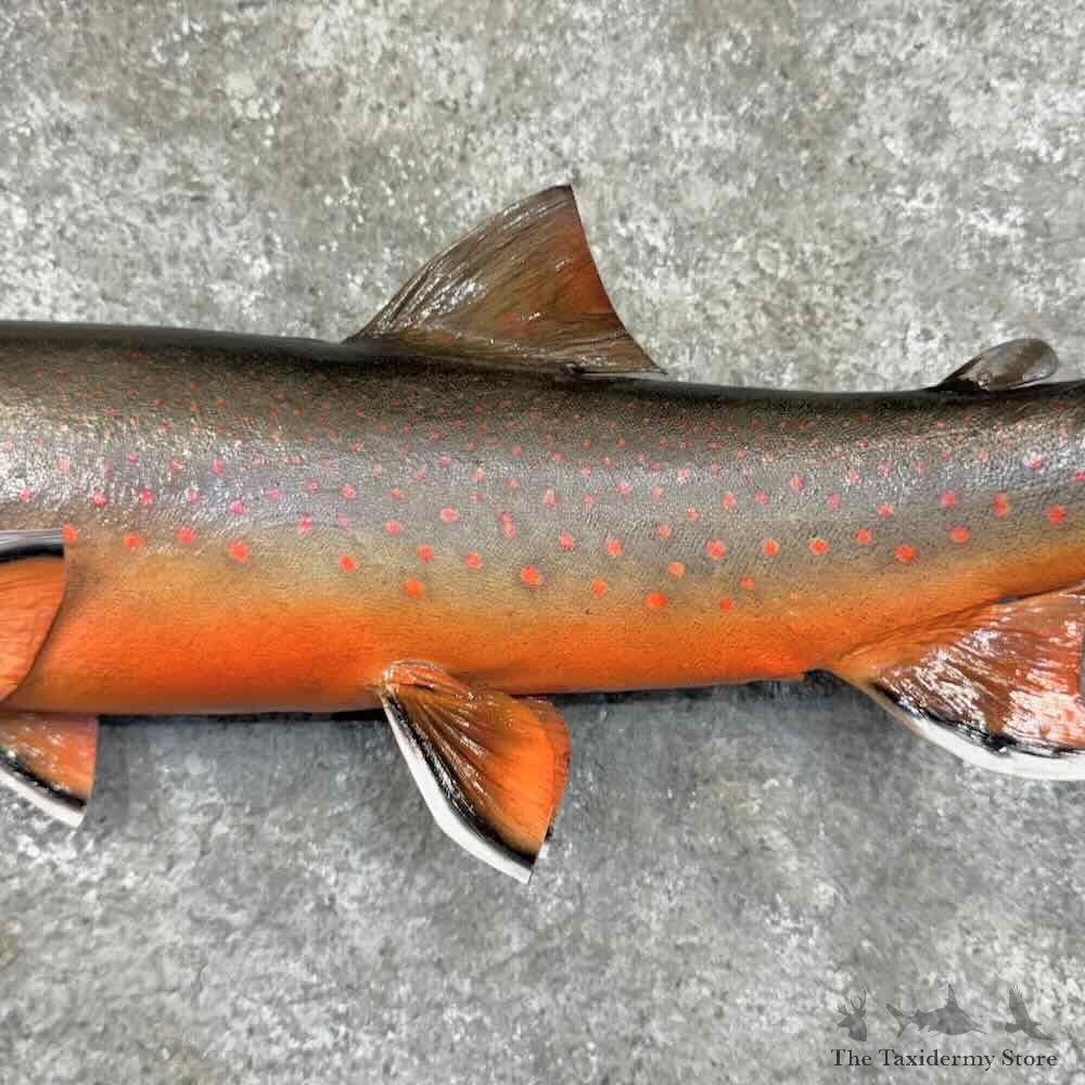 Arctic Char Fish Mount For Sale #30889 @ The Taxidermy Store