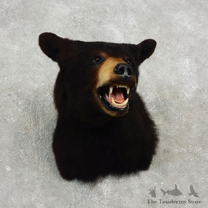 Black Bear Shoulder Taxidermy Head Mount For Sale #17746@ The Taxidermy Store