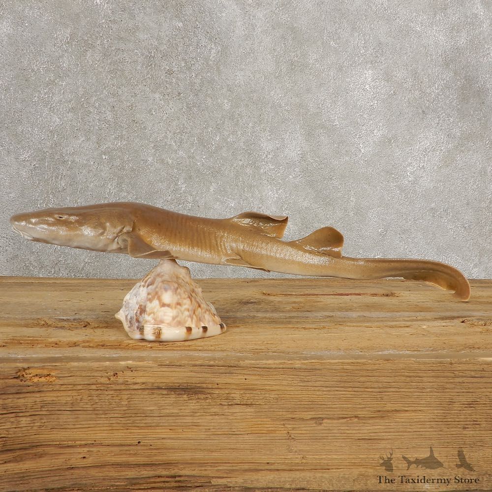 Sand Shark Taxidermy Fish Mount #21035 @ The Taxidermy Store