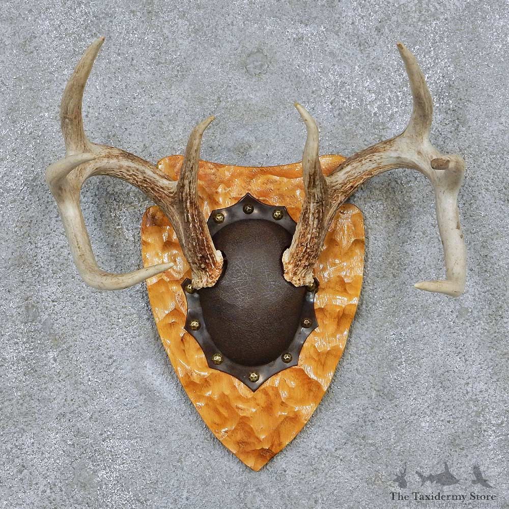 Whitetail Deer Antler Plaque Taxidermy Mount #13842 For Sale @ The Taxidermy Store