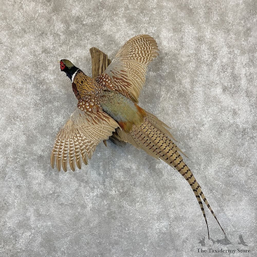 Ringneck Pheasant Bird Mount For Sale #28251 @ The Taxidermy Store