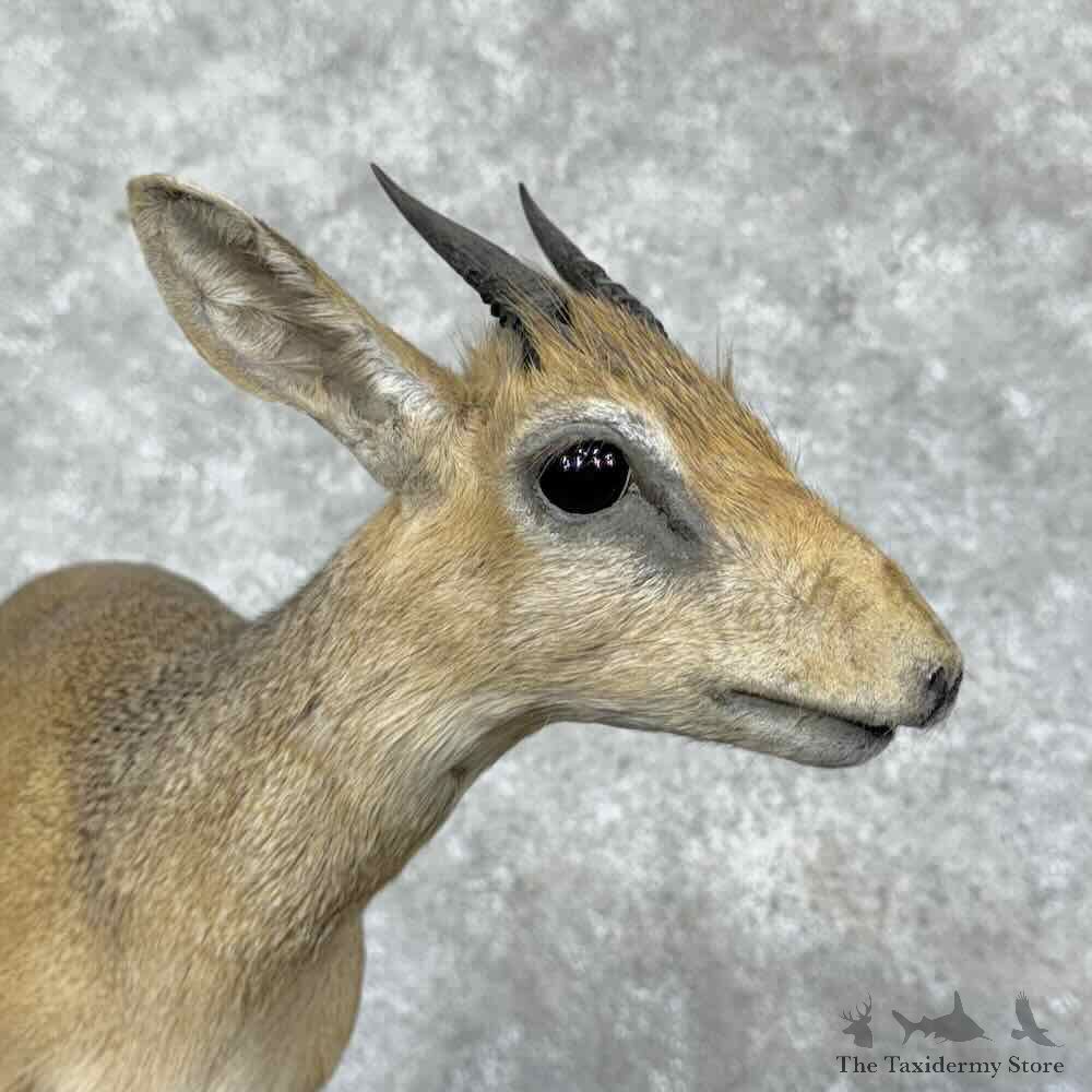 Kirks Dik-Dik Life-Size Mount For Sale #31148 @ The Taxidermy Store