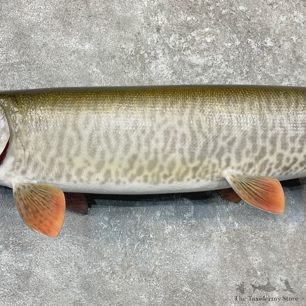 Reproduction Muskellunge Fish Mount For Sale #27230 @ The Taxidermy Store