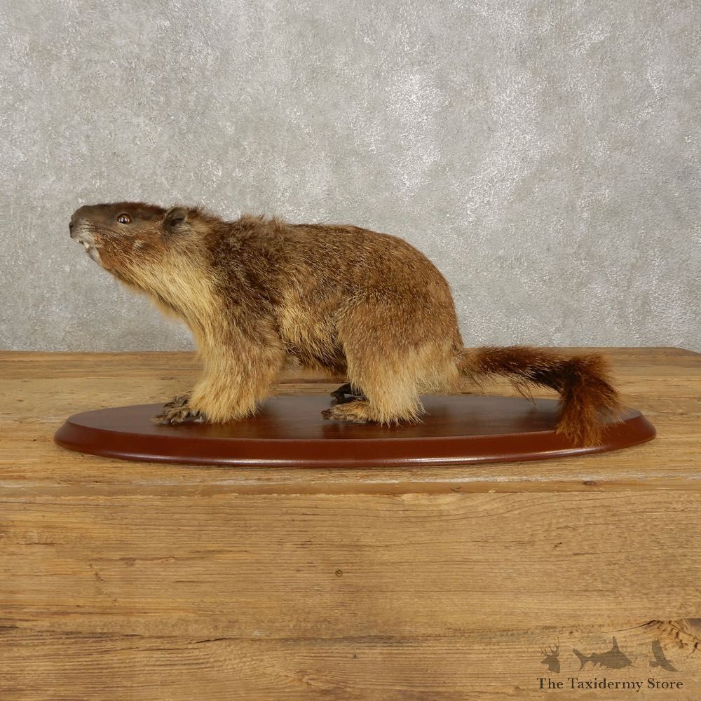 Yellow-Bellied Marmot Life-Size Mount For Sale #20389 @ The Taxidermy Store