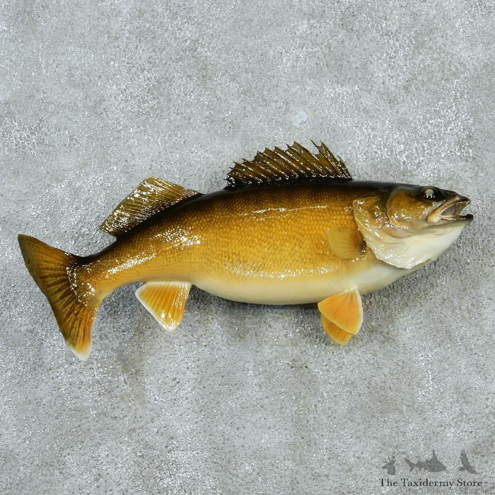 Walleye Pike Taxidermy Fish Mount M1 #12829 For Sale @ The Taxidermy Store